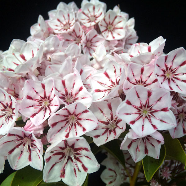 花木 庭木の苗/カルミア：ペパーミント根巻き樹高40〜50cm