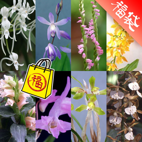 山野草の苗/[送料無料]野生ラン10種セット・草の友3リットル付