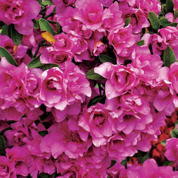 花木 庭木の苗/平戸ツツジ：千重大紫4号ポット