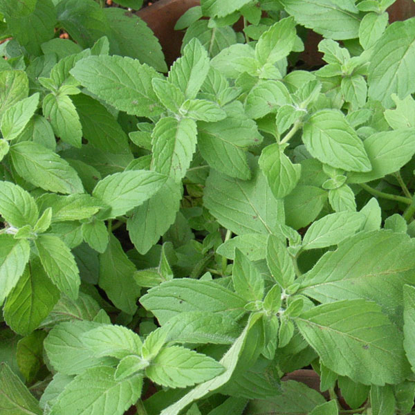ハーブの苗/ミント：バナナミント3号ポット