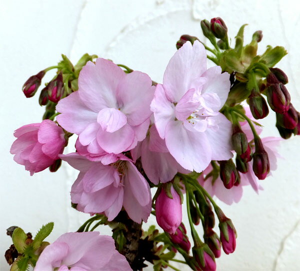 花木 庭木の苗/ミニ桜（サクラ）：旭山（アサヒヤマ）4号ポット