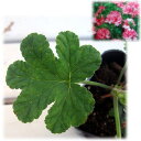草花の苗/ニオイゼラニウム:クロリンダ3号ポット2株セット