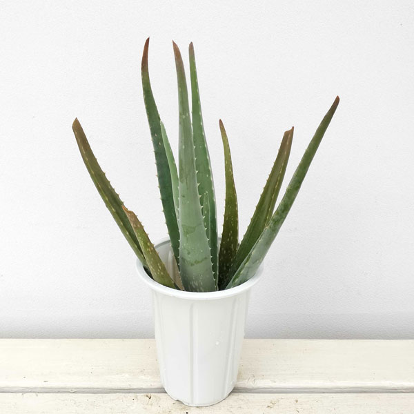 ハーブの苗/アロエ・ベラ4号鉢*のサムネイル