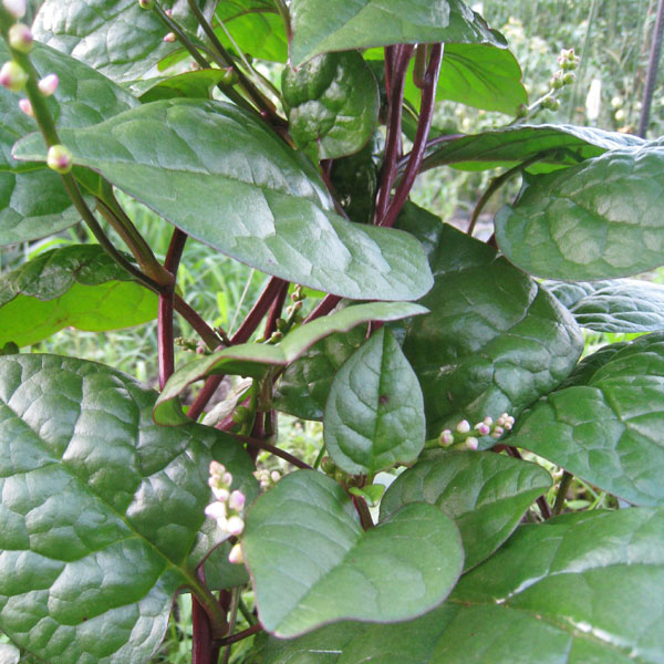 野菜の苗/緑のカーテン：ツルムラサキ赤茎種3.5号ポット 2株セット