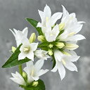 山野草の苗/ヤツシロソウ:白花3号ポット
