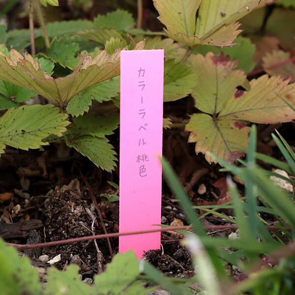 ゴールドカラーラベル桃色1.2cm×9cm 100枚入り