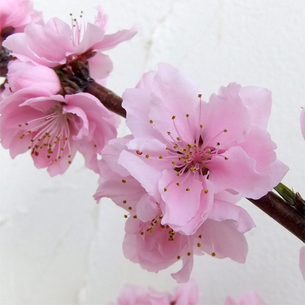 果樹の苗/モモ（桃）：しだれ：照手水蜜（テルテスイミツ）4〜5号ポット