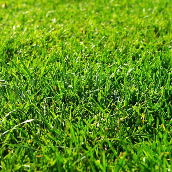 芝の種：西洋芝バミューダグラス ミラージュ2（皮付）1kg