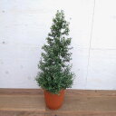 ハーブの苗/ツリー仕立てのローズマリー7号鉢植え高さ約70-80cm