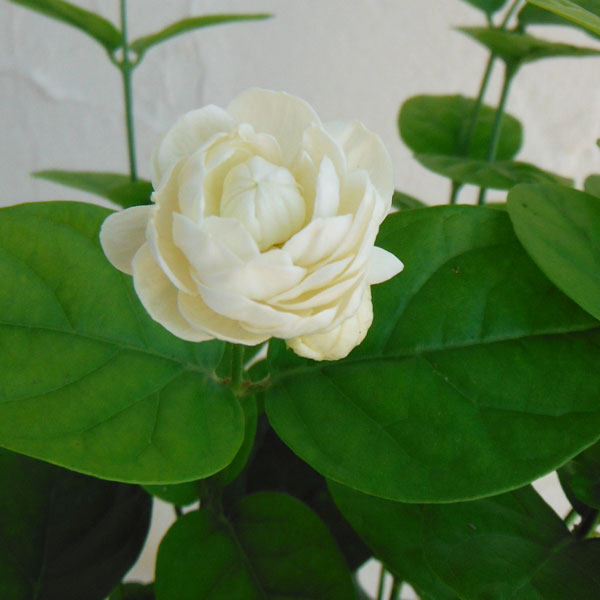 草花の苗/マツリカ 八重咲き ：グレイスフルレディ ジェイド3.5号ポット