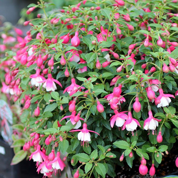 楽天市場】フクシア 苗の通販