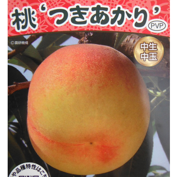 果樹の苗/モモ：つきあかり4〜5号...