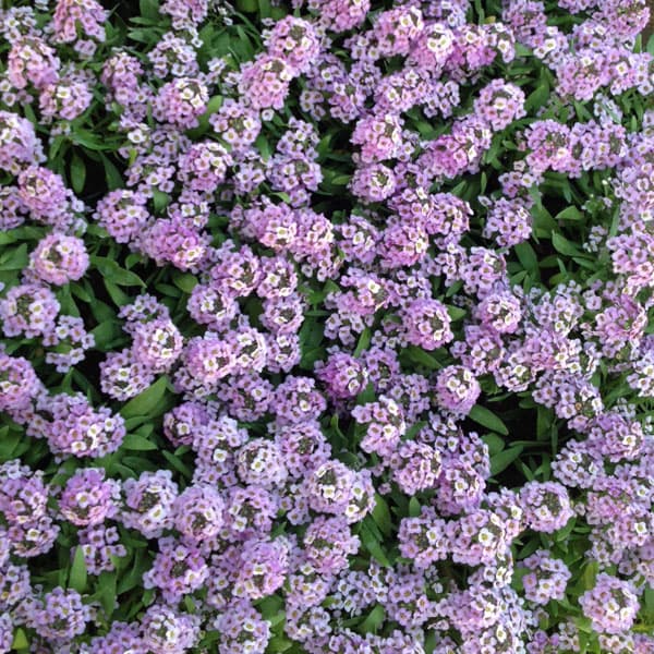 草花の苗/アリッサム：アルールラベ...