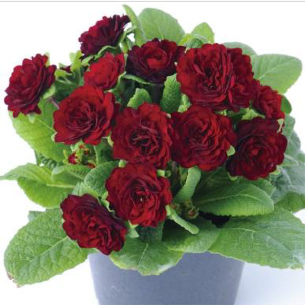 草花の苗/プリムラ：ベラリーナ バレンタイン3.5号ポット