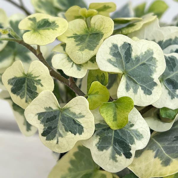 草花の苗/ヘデラ：へリックス雪ほたる3号ポットのサムネイル