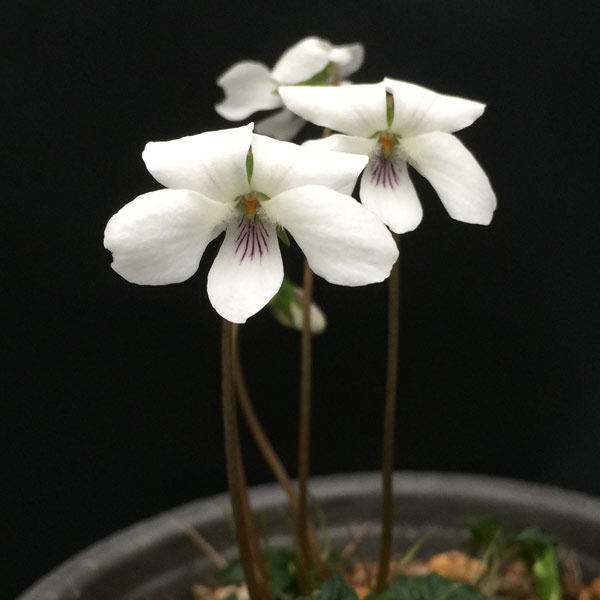 山野草の苗/スミレ：キクバヤクシマ2.5号ポット