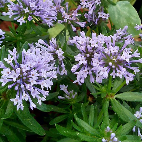 草花の苗/アスペルラ（タマクルマバソウ）：オリエンタリス3～3.5号ポット 4株セット