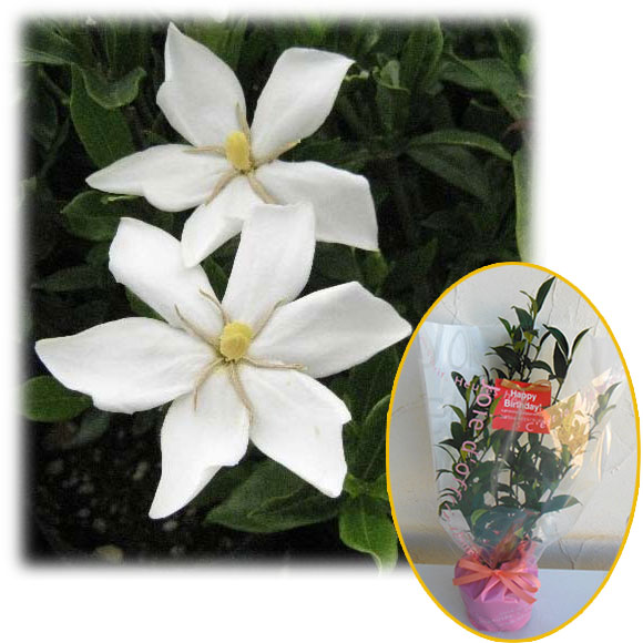 クチナシ 花の鉢植え 花木 庭木の苗/苗木ギフト：実成りクチナシ・「お誕生日おめでとうございます」カード付