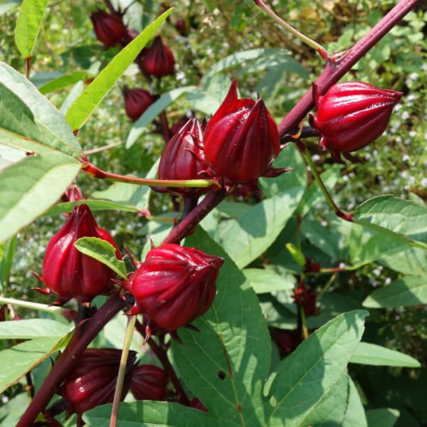 ハーブの苗/（わけあり特価）ローゼル（ハイビスカスティー）：四季咲きローゼル3.5号 3株セットのサムネイル