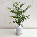 観葉植物/梛(ナギ)の木4号陶器鉢植え