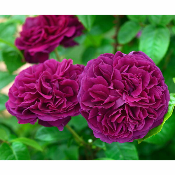 バラの苗/デルバールローズ：アレゴリー大苗6号角鉢植え