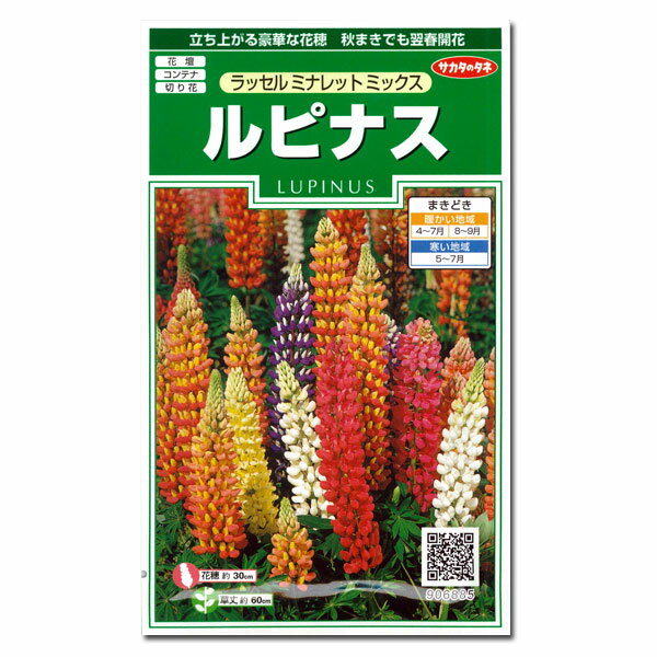 ルピナス：ラッセルミナレットミックスの種[サカタ 花タネ]