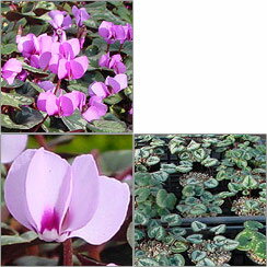 原種シクラメン種子：コウム　MIX／20粒