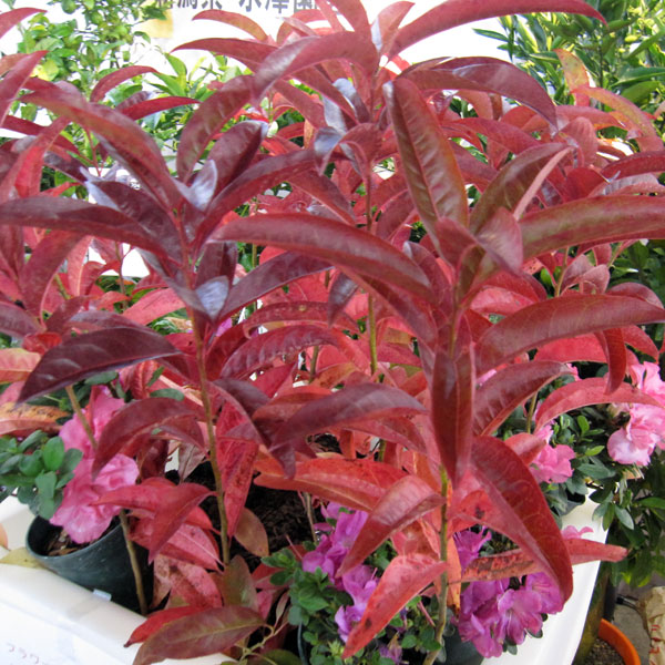 ���� ���ڤ���/�������Υ��ʥ������ǥ�ɥ�� ����ܥ쥦���3.5��ݥå� 2�����å�