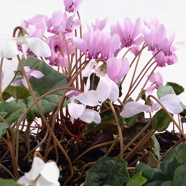 草花の苗/シクラメン（原種系）：ヘデリフォリウム（ピンク系）3-3.5号ポットのサムネイル