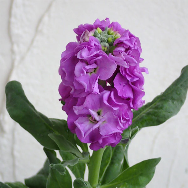 草花の苗/ストック：ベイビー　ブルー（八重）3-3.5号ポットのサムネイル