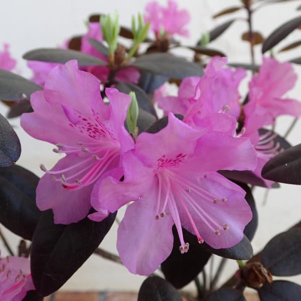 花木 庭木の苗/ツツジ：オオバエゾムラサキツツジpgm樹高40〜60cm根巻きまたはポット入りのサムネイル