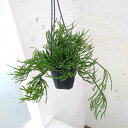 サボテン 観葉植物/リプサリス：エワルディアナ　4号鉢植え