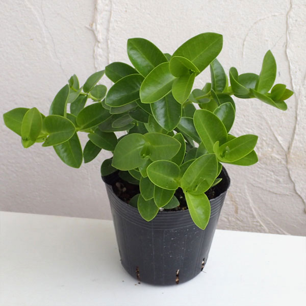 観葉植物/ホヤ：クミンギアナ3.5号ポット苗