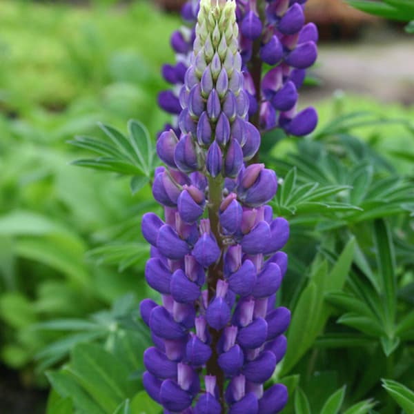 草花の苗/宿根ルピナス：ブルー3....
