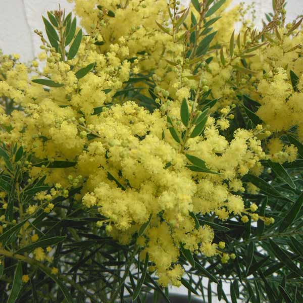 花木 庭木の苗/アカシア：テレサ5号鉢植え