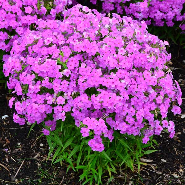 Phlox - 草花の苗/フロックス：フォーエバーピンク3.5号ポット