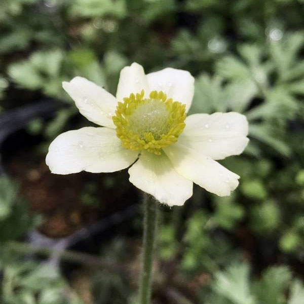 草花の苗/アネモネ：パルマータ3.5号ポット