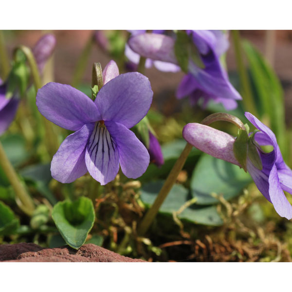 山野草の苗/スミレ：京城（ケイジョウ）スミレ2.5号ポット