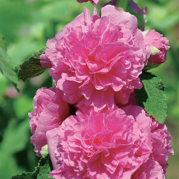 ��֤���/���륻���ʥ����������ˡ����㥿���� �ԥ�3.5��ݥå�