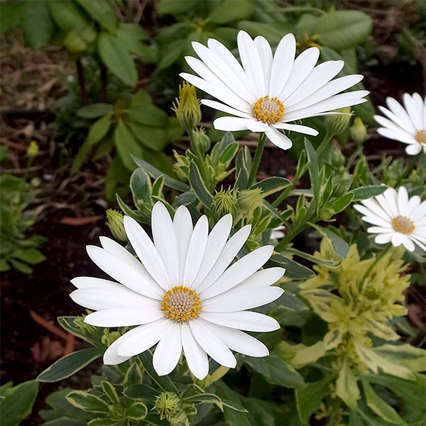 草花の苗/オステオスペルマム：ザイール　バリエガータ（斑入葉）3〜3.5号ポット 6株セット