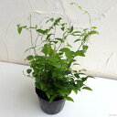観葉植物/アスパラガス:スマイラックス3号ポット苗4株セット