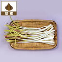 野菜の苗/ラッキョウ:島らっきょうの球根100g入り(野菜球根パック)