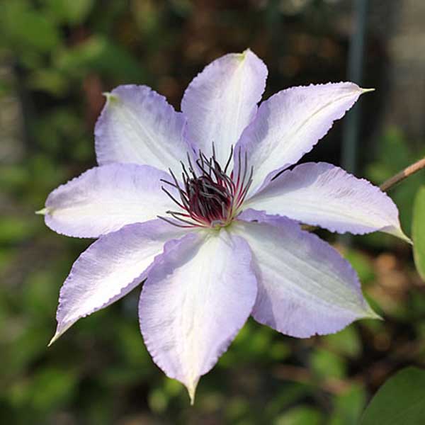 クレマチスの苗/クレマチス：ミサヨ（美佐世）4.5号ポット（早咲き大輪系）のサムネイル