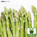野菜の苗/アスパラガス:メリーワシントン2.5~3号ポット