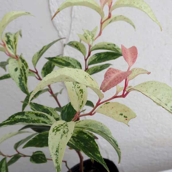 西洋イワナンテン（岩南天）：レインボー2.5号ポット