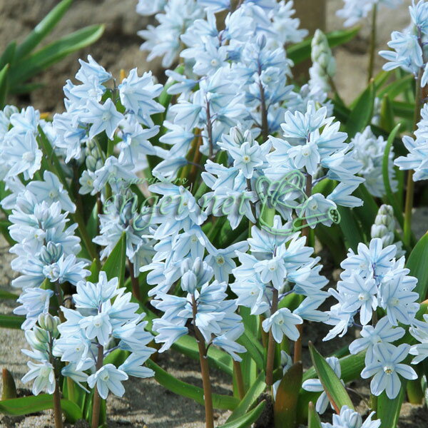 球根/プスキニア：リバノティカブルー8球入り3袋セット