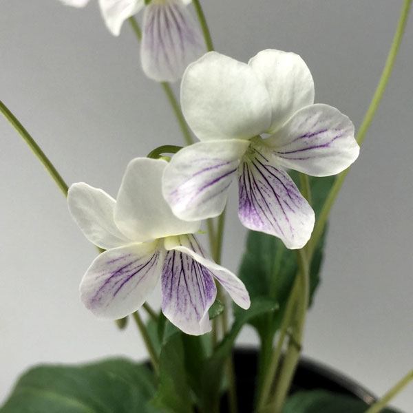 山野草の苗/スミレ：シロガネスミレ2.5号ポット