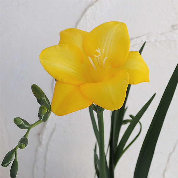 フリージア：イエロー4号鉢植え