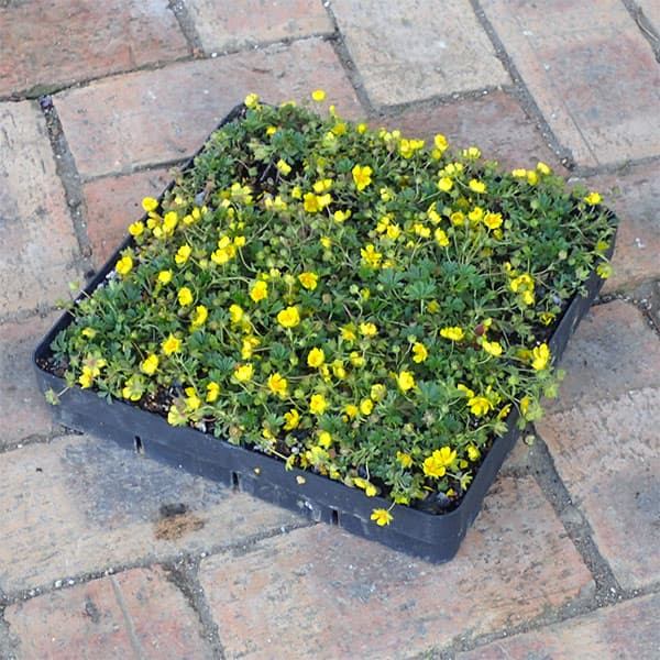 マット植物：ポテンティラ（ベルナ）のマット25cm×25cm　1枚