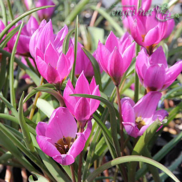 原種系チューリップ：ヘレネ2球植え3号ポット 3ポットセット